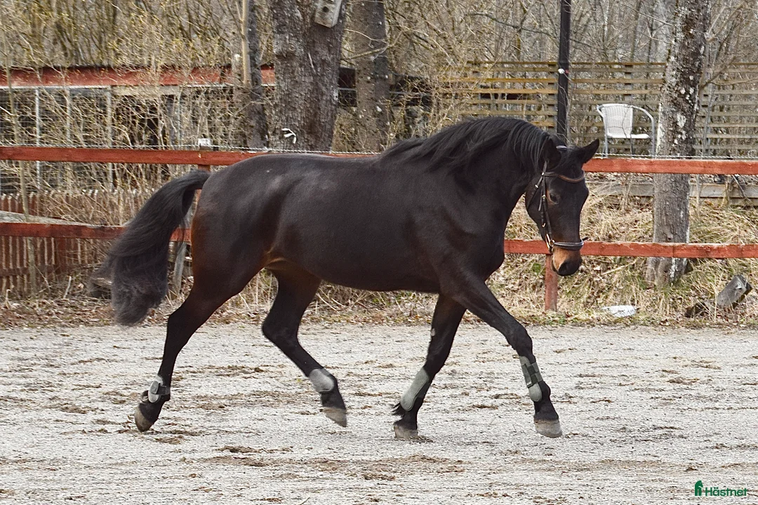 Dressyr hästar till salu: Elegant sto! - Annons 2