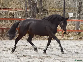 hästar Snyggt och lovande sto. - Annons 9