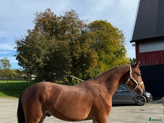 hästar Lovande unghäst för framtiden! - Annons 14
