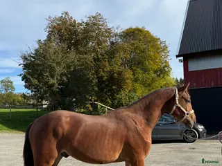 hästar Lovande unghäst för framtiden! - Annons 2