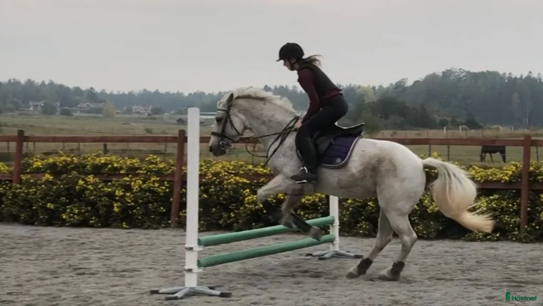  medryttarhäst finnes: Välutbildad D-ponny söker medryttare i Västerhaninge - Annons 3