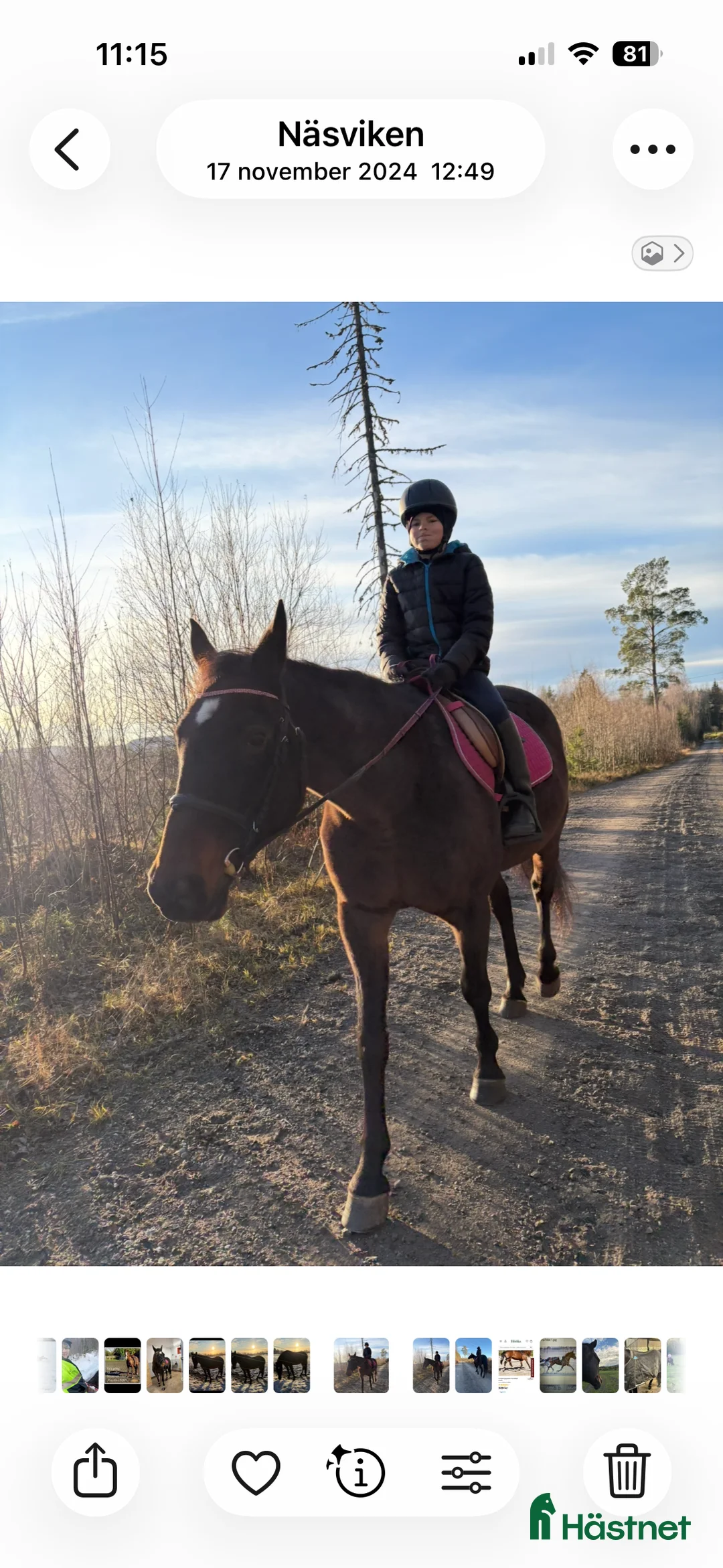 Allround hästar till salu: Hobbyhäst i Näsviken - Annons 3