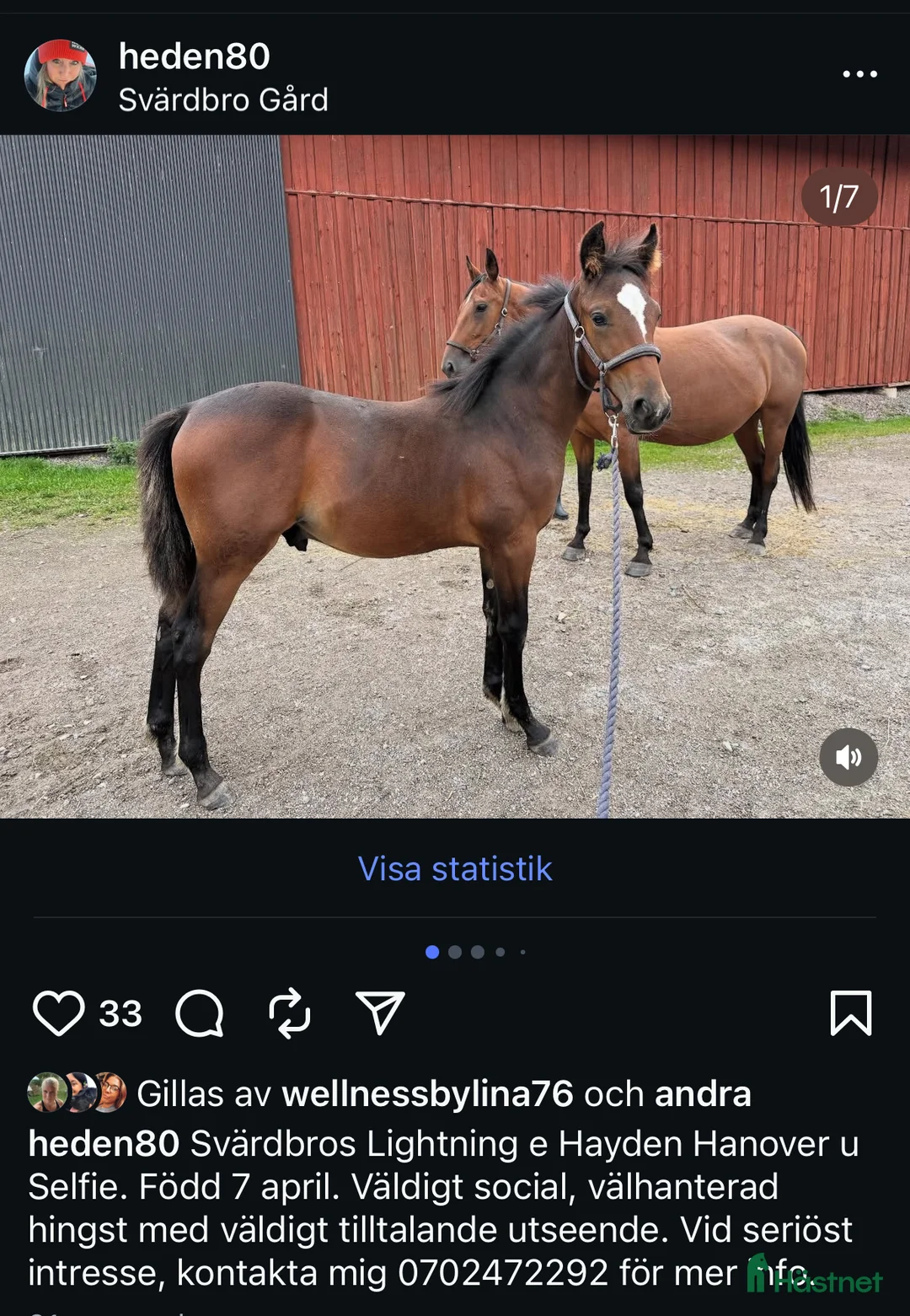 Trav hästar till salu: Välhanterat årsföl e Hayden Hanover i Tystberga - Annons 11