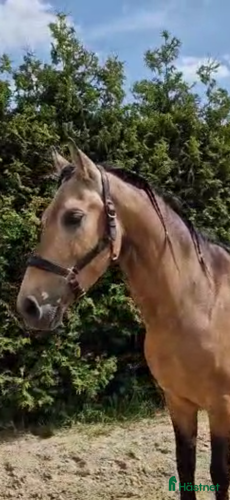  hästar PRE hingst av den gamla stammen - Annons 1