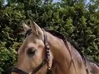 hästar PRE hingst av den gamla stammen - Annons 4