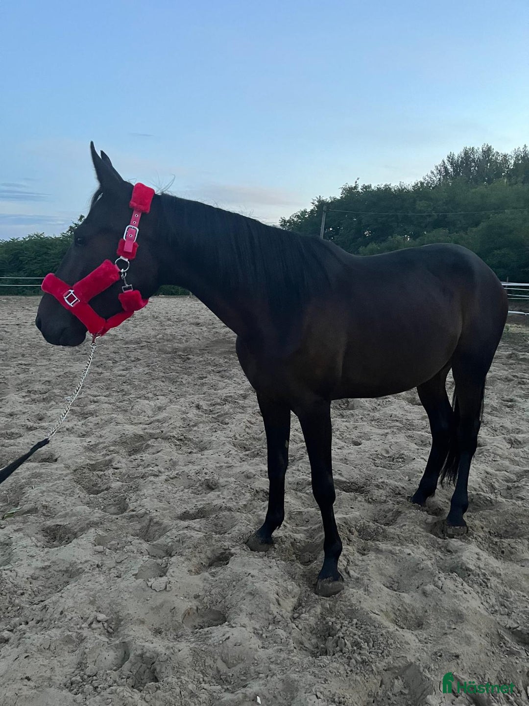 Trav hästar till salu: URGENTLY For sale against bid or leasing i Malmö - Annons 5