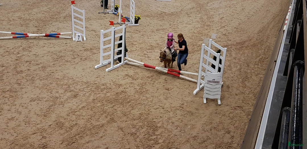 Allround hästar till salu: SE HIT! i Väse - Annons 2