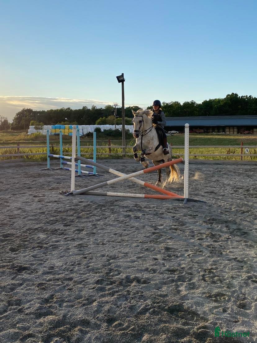  hästar Snäll och trygg häst som söker nytt hem - Annons 5