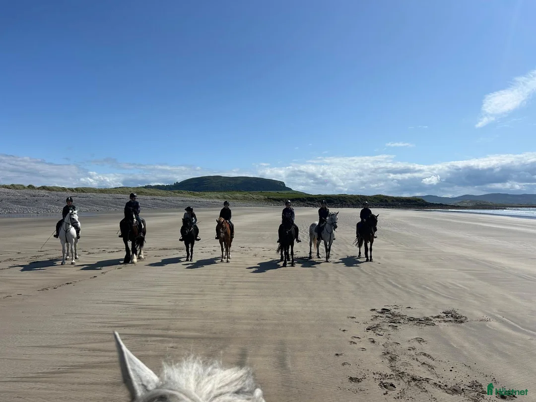Dressyr hästar till salu: Equestrian holiday in Ireland  - Annons 15