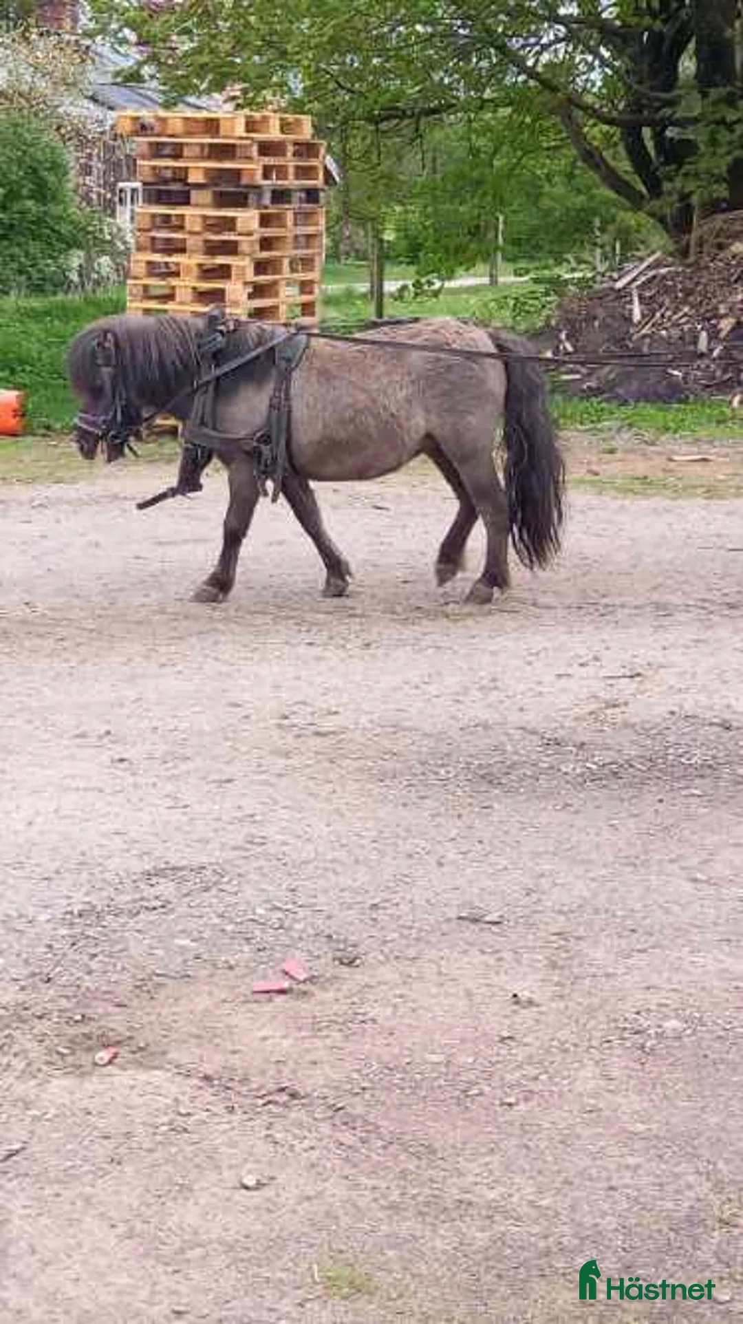 Allround hästar till salu: Underbara Inez i Långaryd - Annons 2