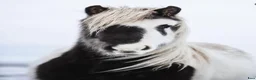 Island hästar till salu: Tillfälle  - Annons 1