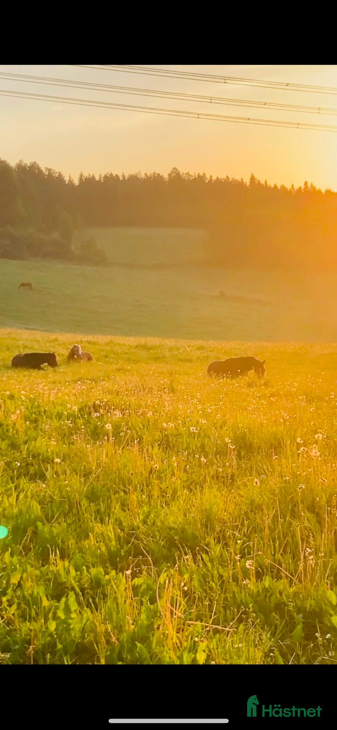  stallplats finnes: Stallplats i Grödinge, Botkyrka. i Grödinge - Annons 2