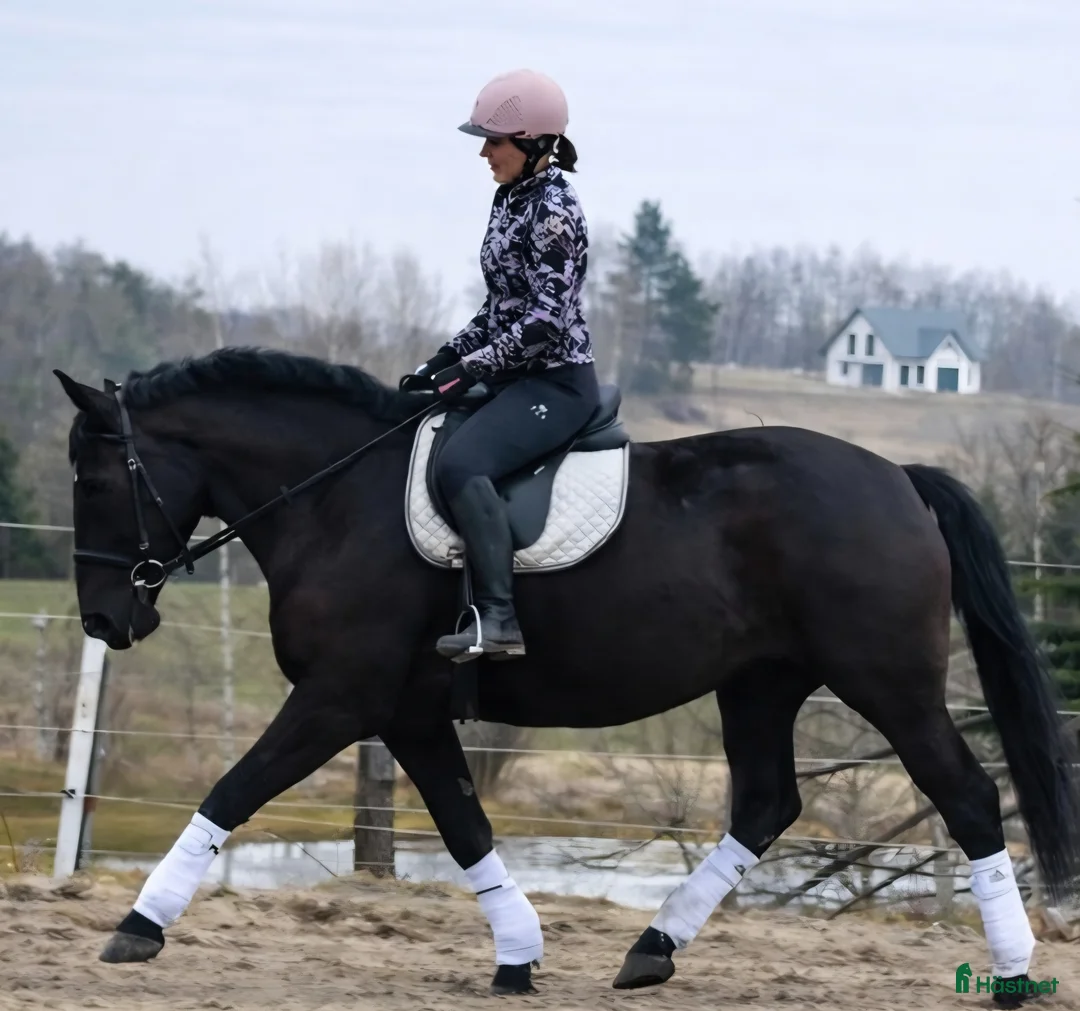 Allround hästar till salu: Lovely allrounder with the kindest temperament - Annons 2