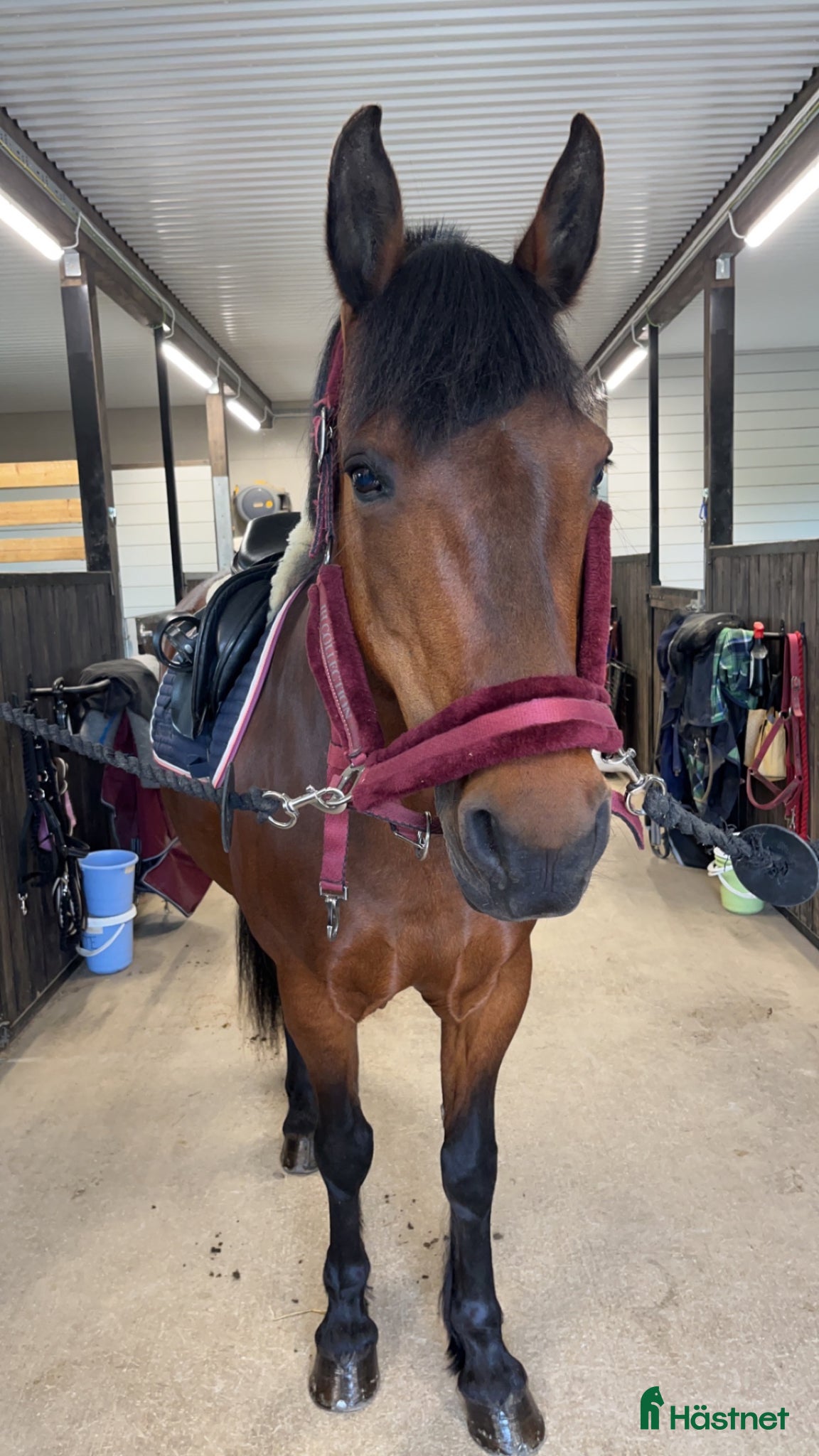  hästar Snällaste läromästaren söker nytt hem - Annons 8