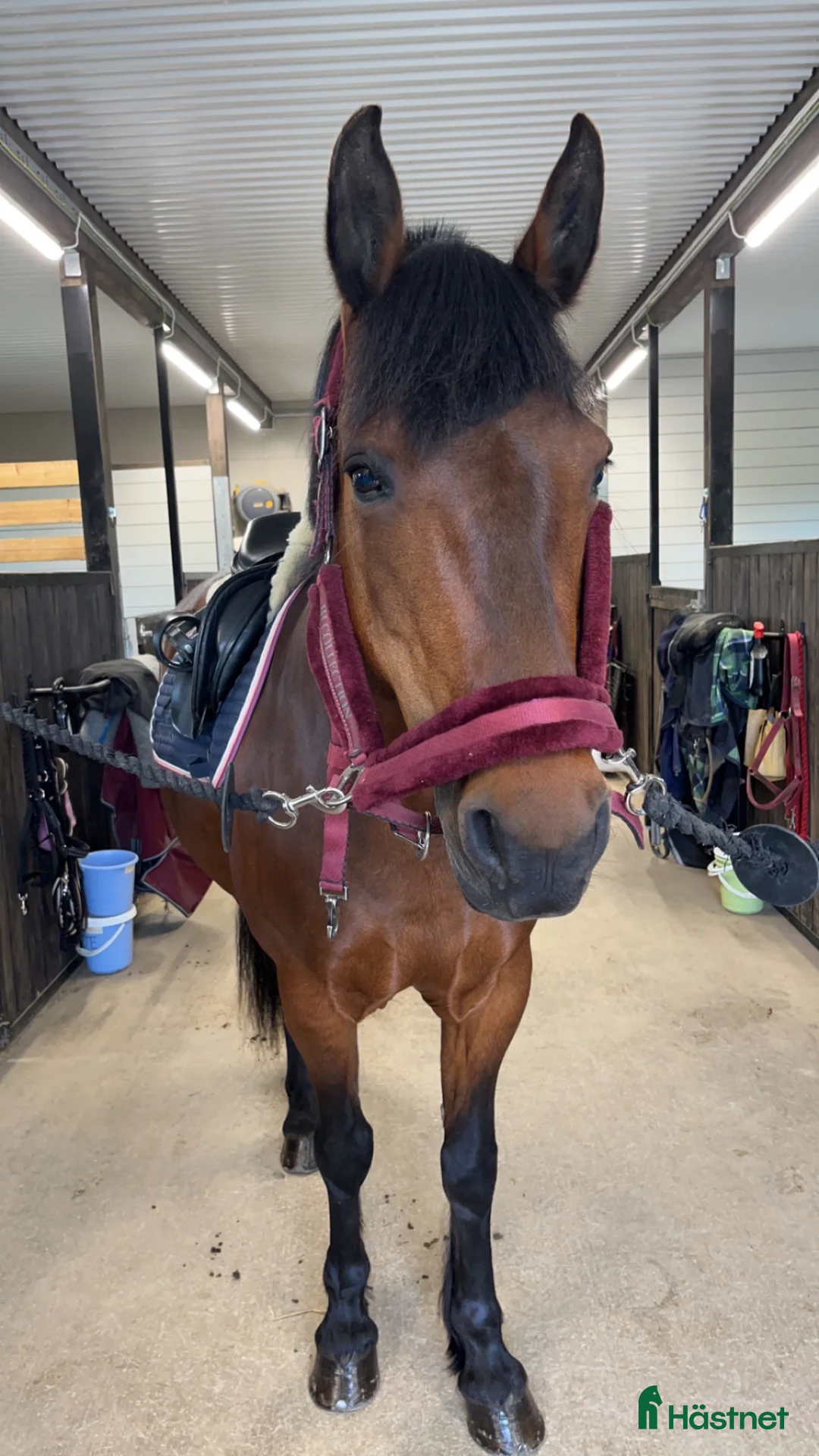 Allround hästar till salu: Snällaste läromästaren söker nytt hem - Annons 1