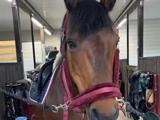 hästar Snällaste läromästaren söker nytt hem - Annons 8