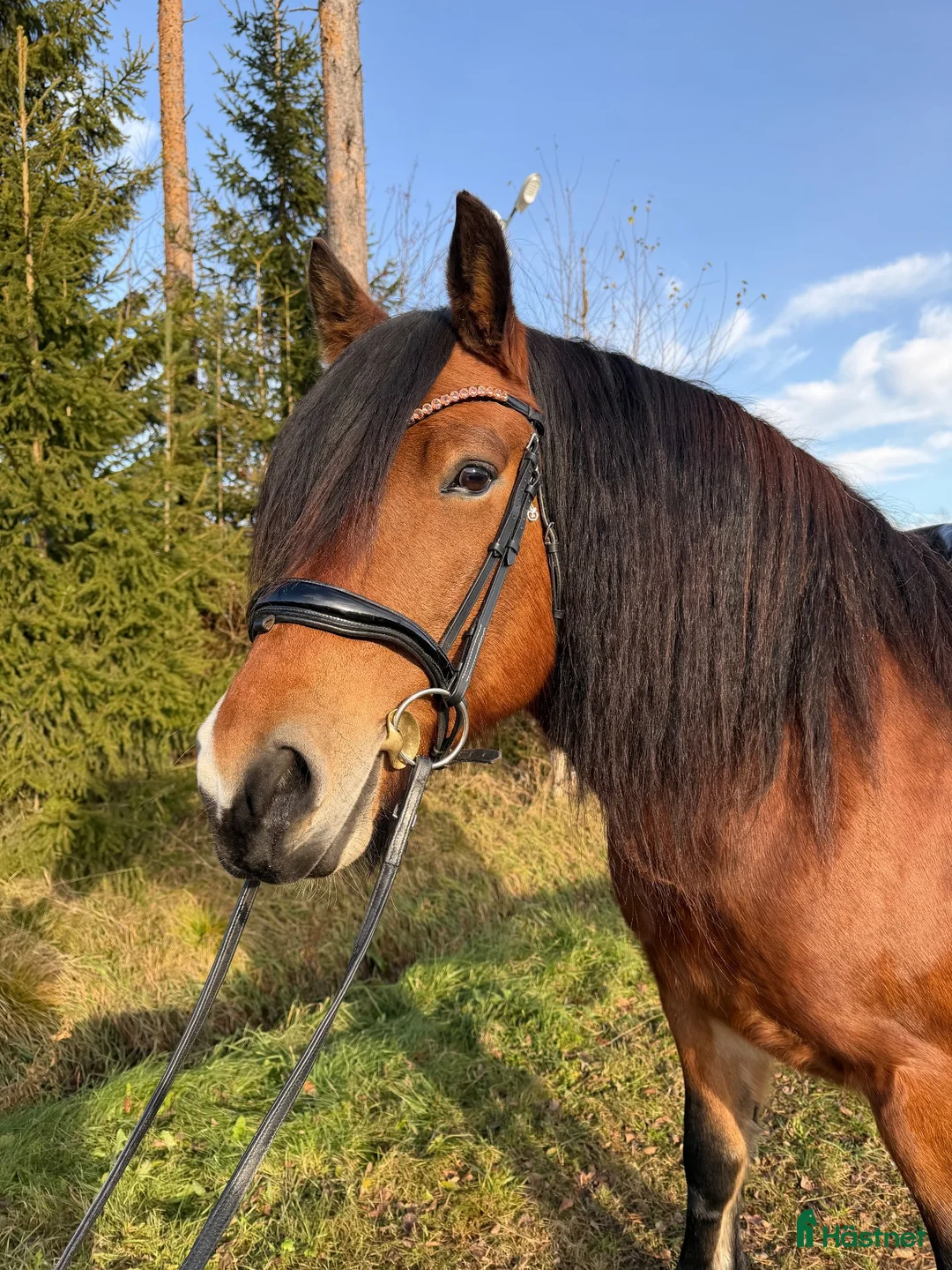 Allround hästar till salu: Nordsvenskt sto  - Annons 1