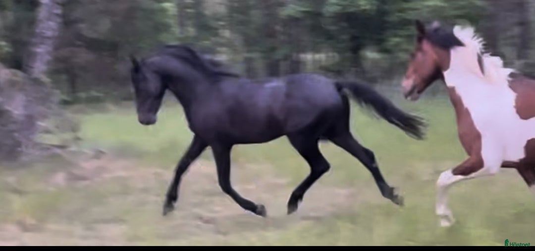 Allround hästar till salu: Underbar unghäst 🌟 i Berga - Annons 2