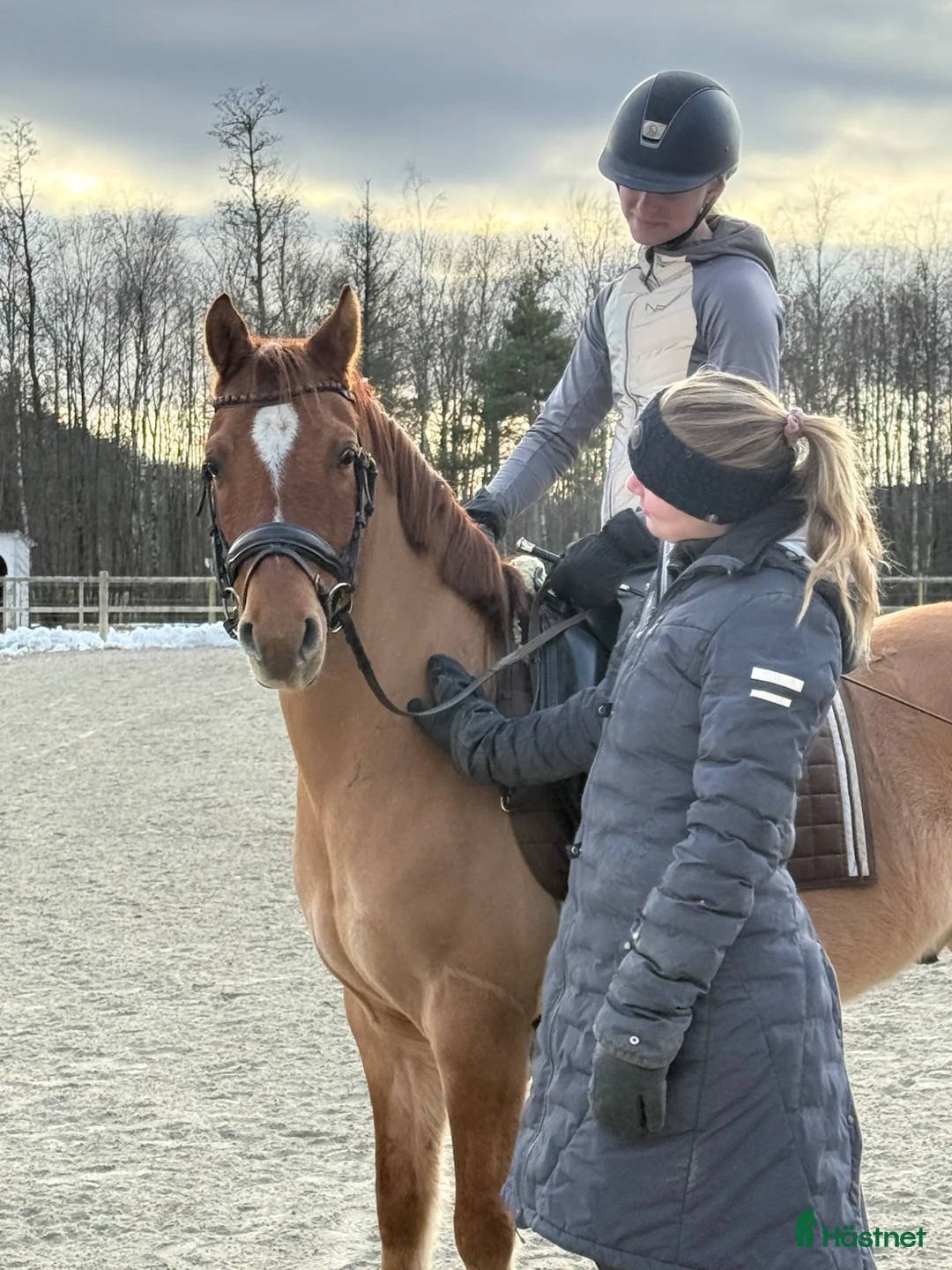 Dressyr hästar till salu: Charmig gångartsponny - Annons 2