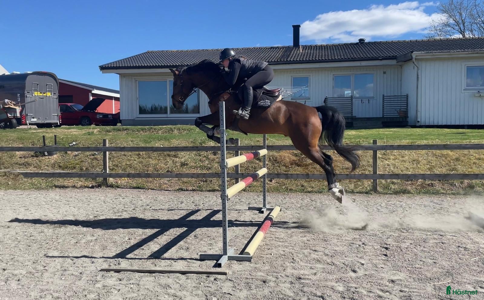  hästar Trevlig Valack - Annons 15