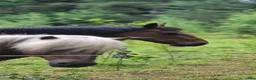  medryttarhäst finnes: Hjälp sökes i Kisa - Annons 2