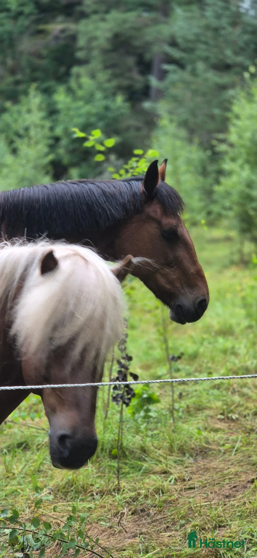  medryttarhäst finnes: Hjälp sökes i Kisa - Annons 2