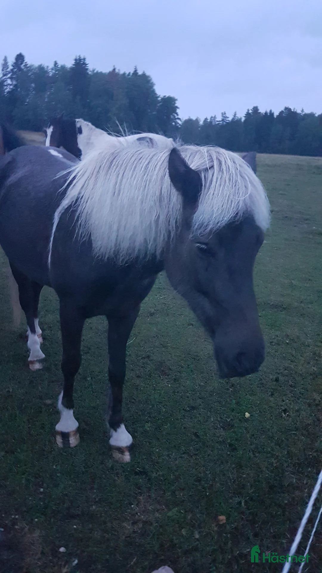 Island hästar till salu: Hrina från Bengterud - Annons 5
