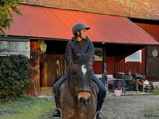 medryttarhäst sökes: Medryttare finnes, Stockholm! - Annons 2