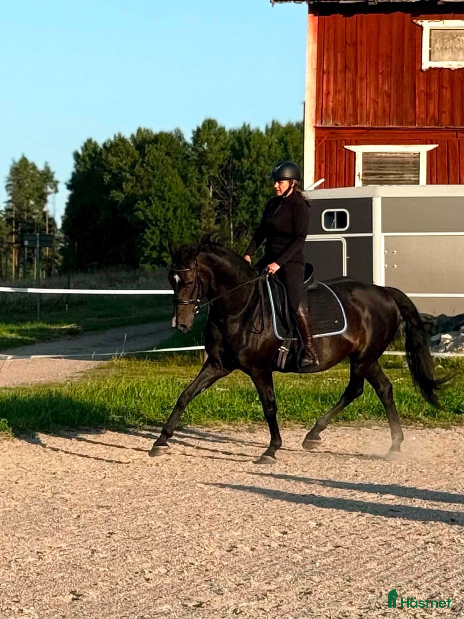  hästar Trevligt friskt  swbsto  - Annons 5