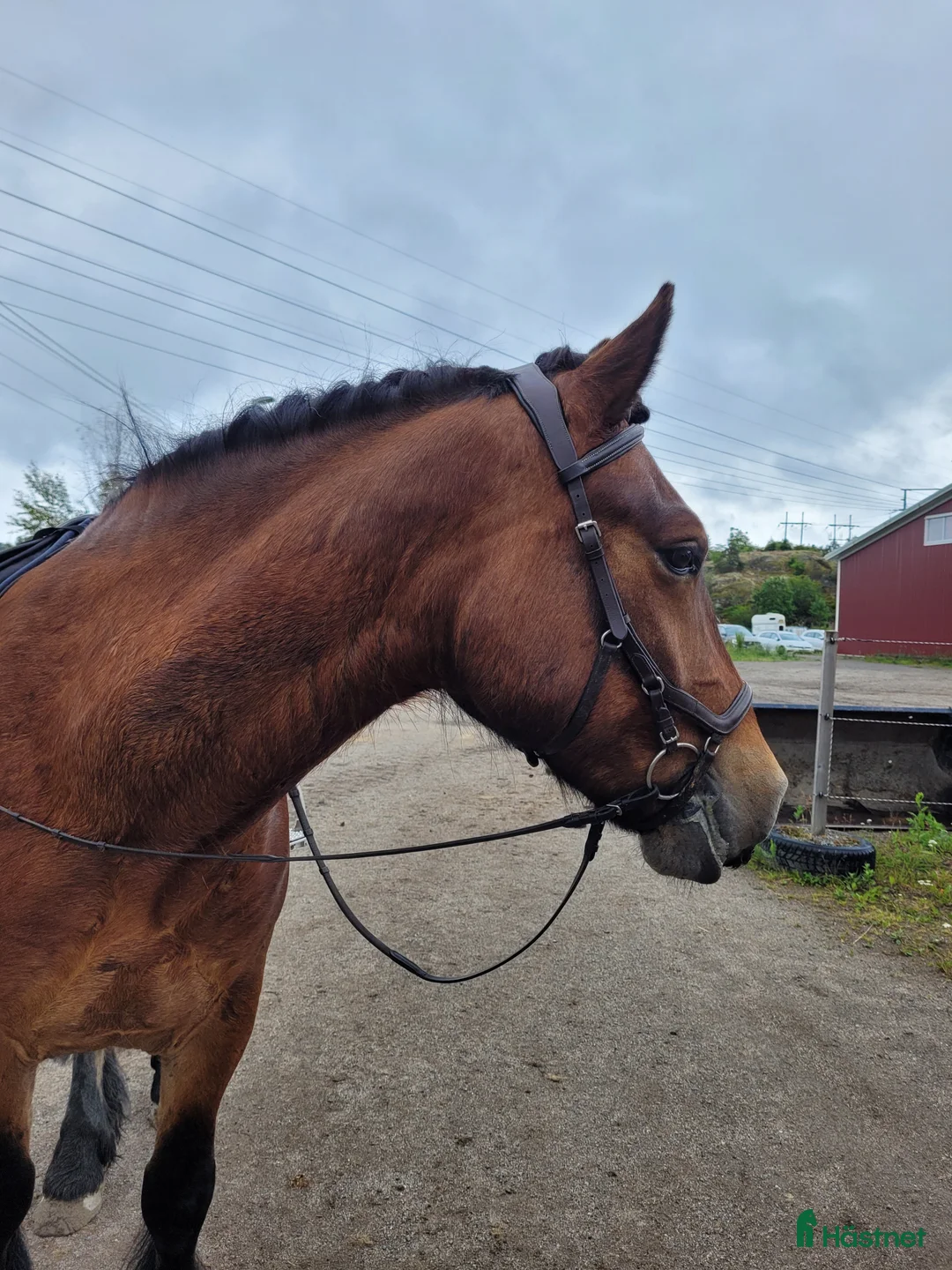 Allround hästar till salu: Charmig nordsvensk i Nynäshamn - Annons 3