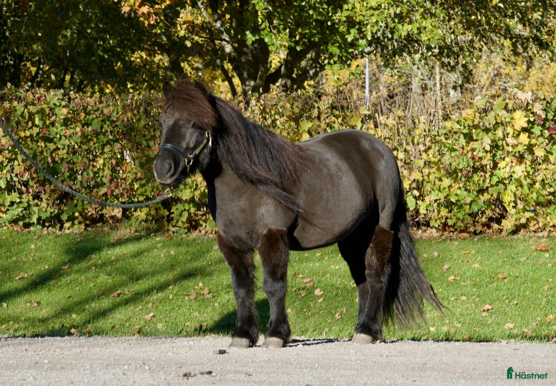 Trav hästar till salu: Älskad travprinsessa i Sundsvall - Annons 1