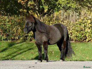 hästar Älskad travprinsessa i Sundsvall - Annons 16