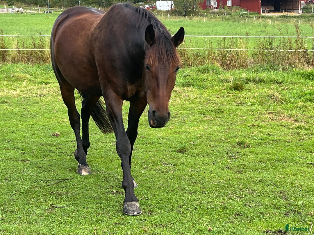 Allround hästar till salu: Ridtravare söker ett för alltid hem i Sundsvall - Annons 4