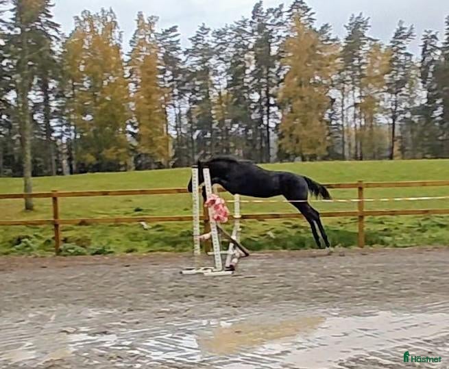  hästar Vill du synas i mängden? - Annons 1