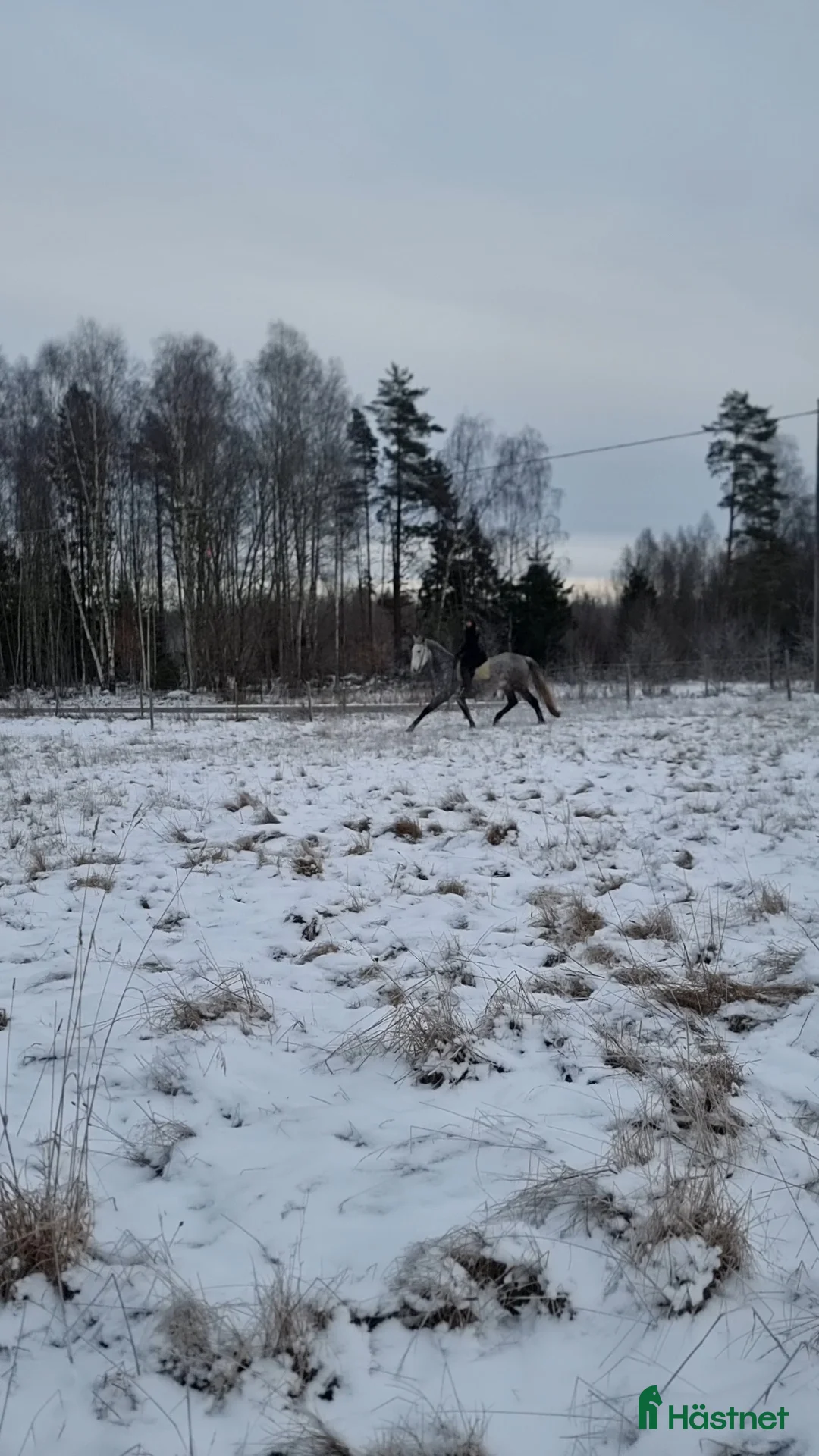 Dressyr hästar till salu: Mycket snäll och lovande valack - Annons 3