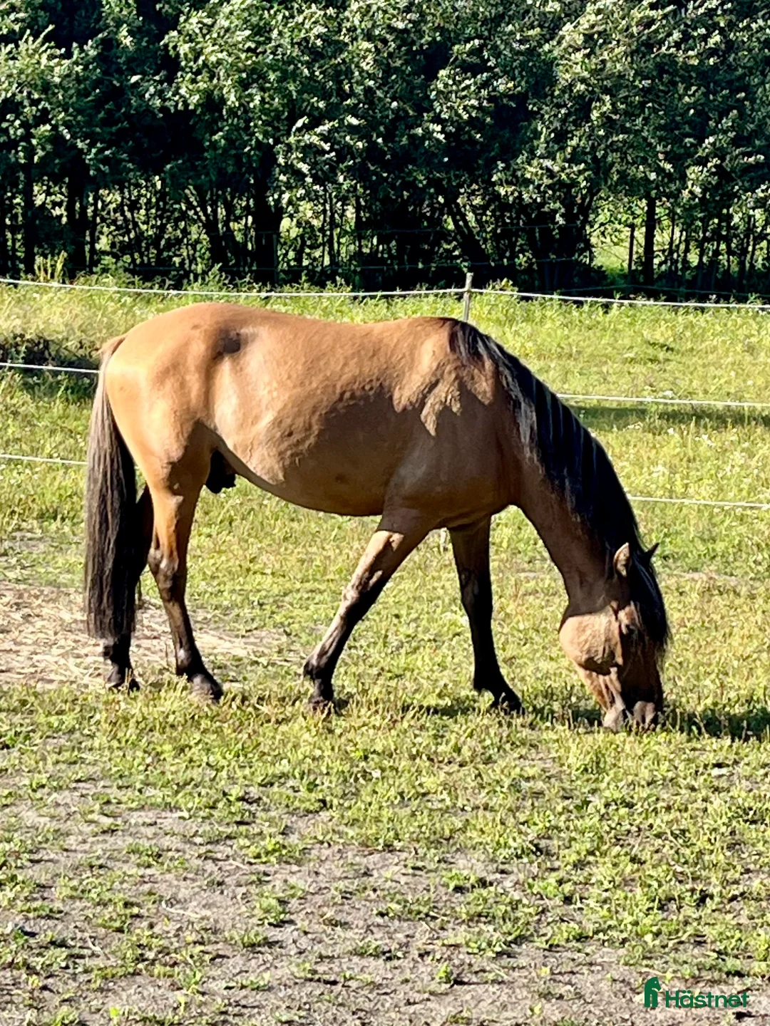  stallplats finnes: Boxplats för ponny. Gångavstånd från pendeltåg. - Annons 4