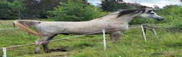 Allround hästar till salu: Flera ston och en hingst - Annons 4