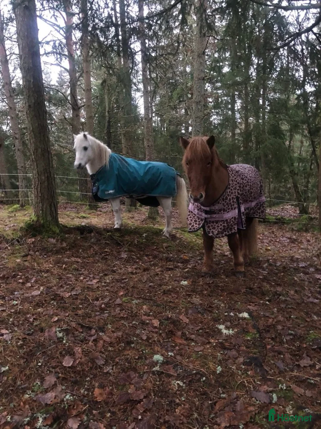  stallplats finnes: Ledig stallplats i Mölnlycke 🌿 - Annons 10