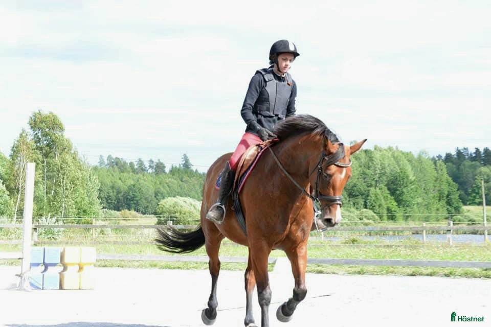  medryttarhäst sökes: Medryttarhäst sökes i Skarpnäck - Annons 2