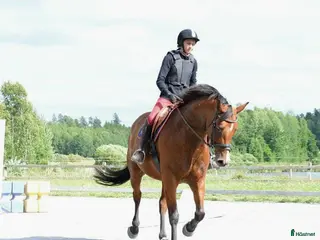 medryttarhäst sökes: Medryttarhäst sökes i Skarpnäck - Annons 2