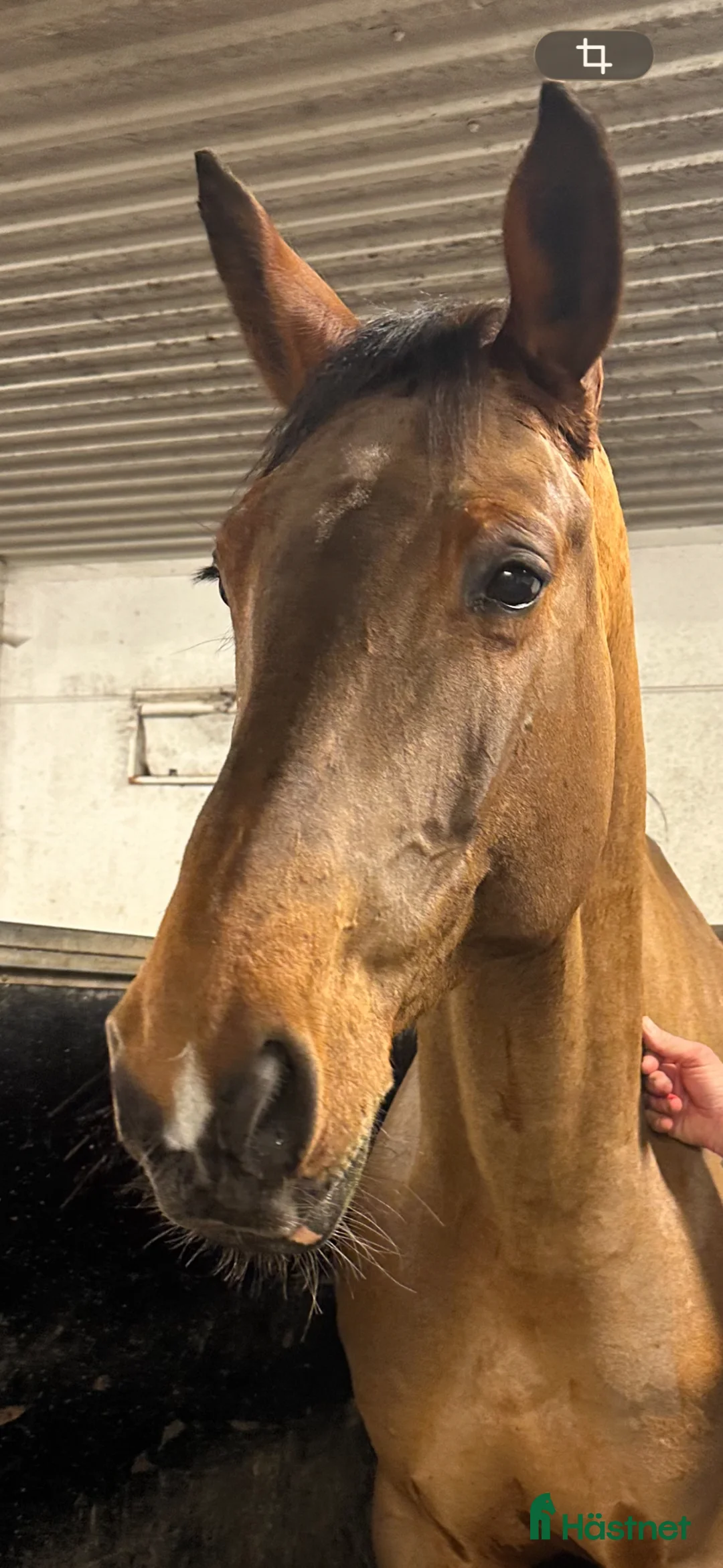 Hoppning hästar till salu: 🌟 Fina Fia 🍀 i Kungsängen - Annons 1