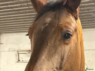 Hoppning hästar till salu: 🌟 Fina Fia 🍀 - Annons 2