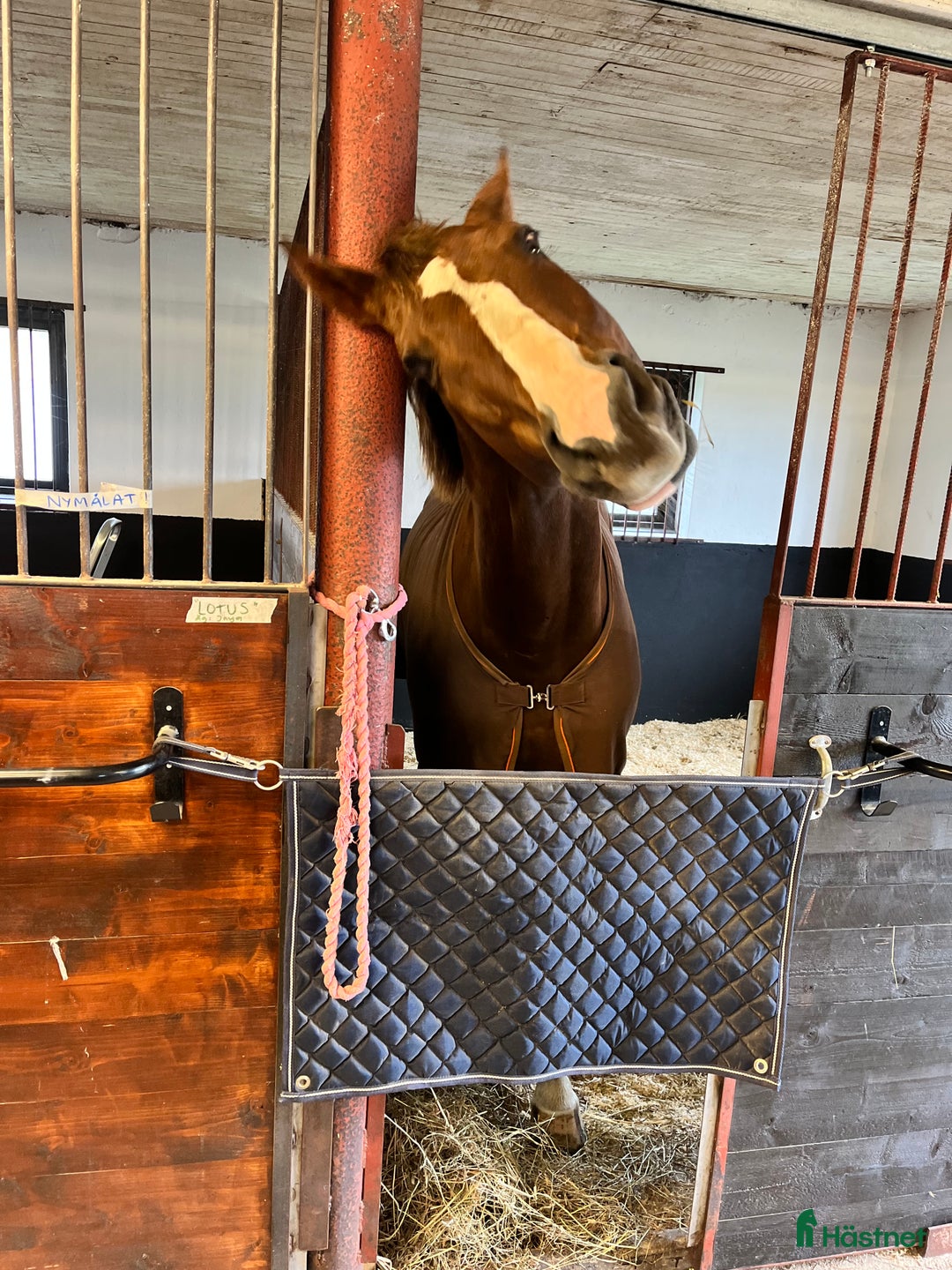  stallplats finnes: Lediga stallplatser!  i Tvååker - Annons 9