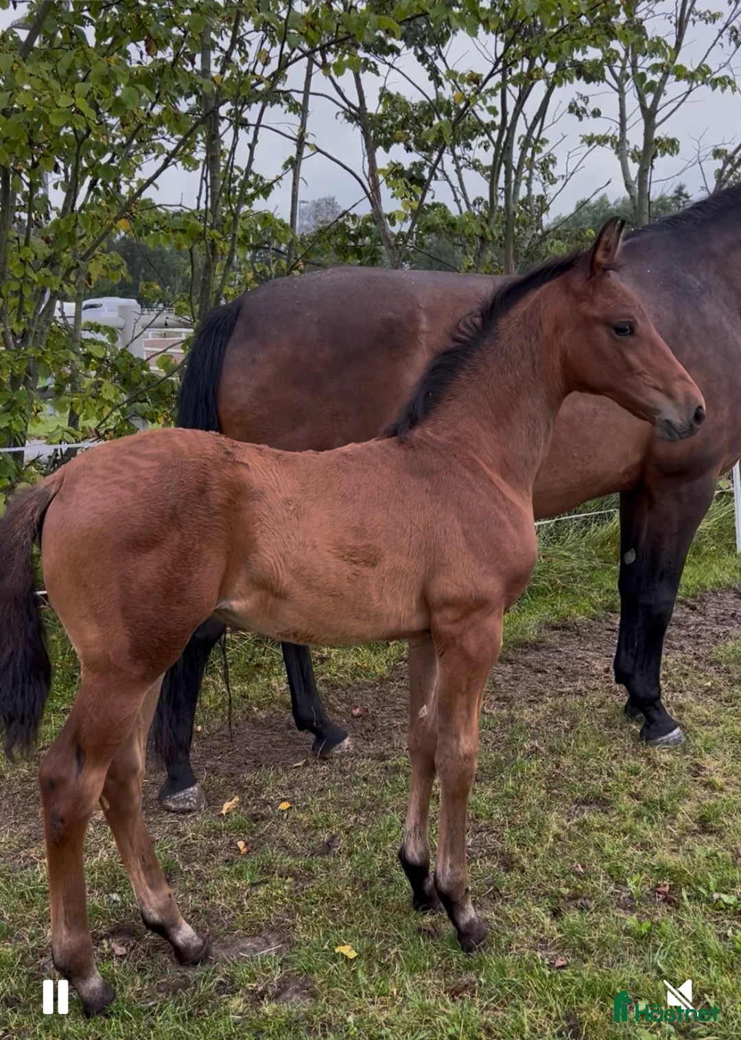 Dressyr hästar till salu: Franklin-Johnson hingst e. meriterat möderne i Västerås - Annons 1