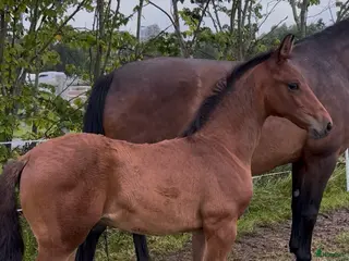hästar Franklin-Johnson hingst e. meriterat möderne i Västerås - Annons 17