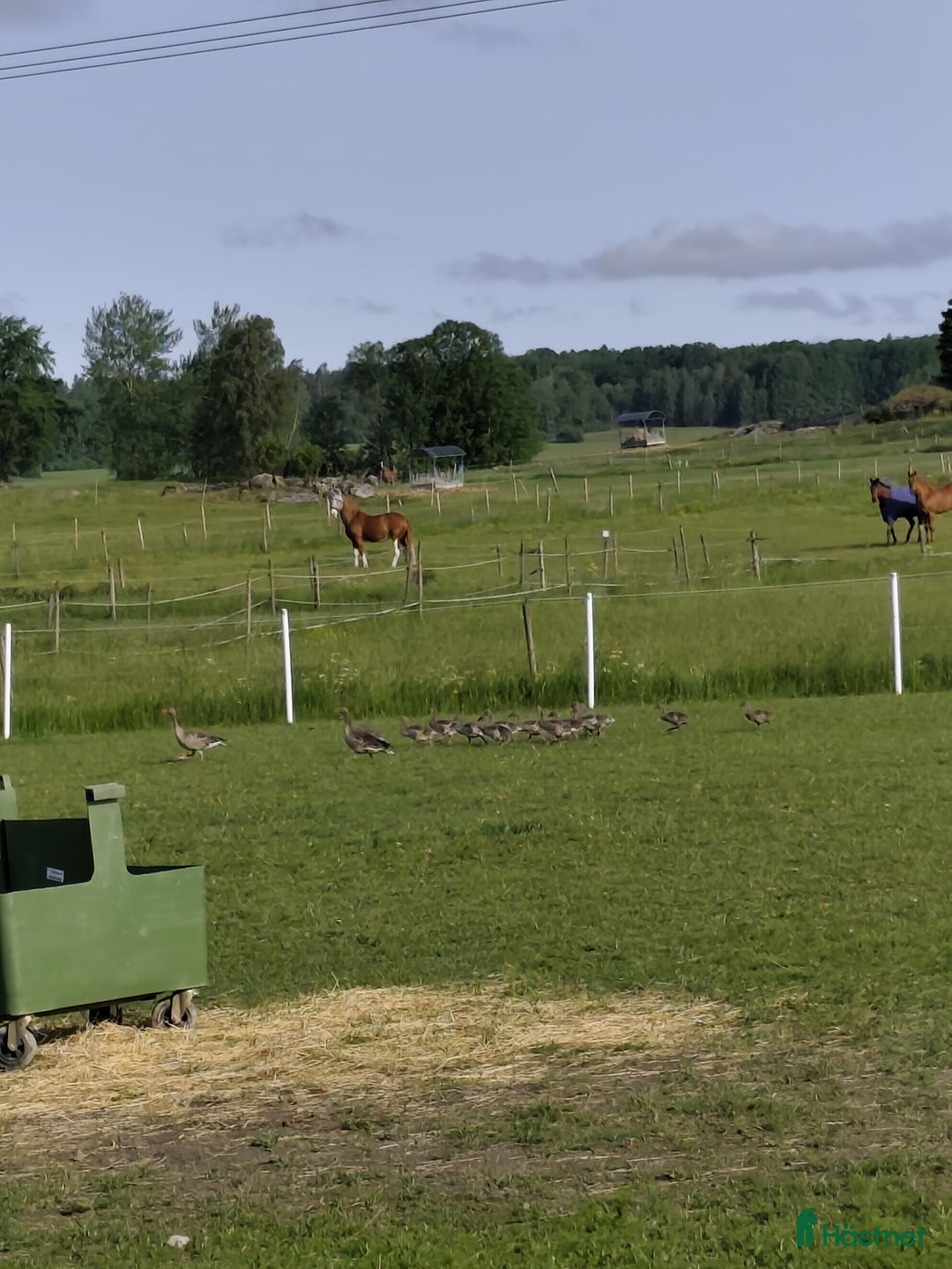  stallplats finnes: Stallplats för valack Angarns Lundby  i Vallentuna - Annons 5