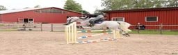Hoppning hästar till salu: Genomsnäll ponny med kapacitet! - Annons 5