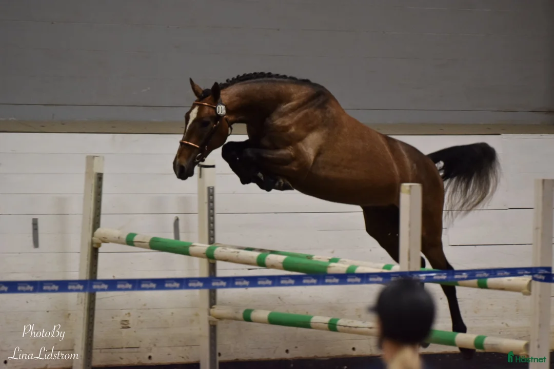 Hoppning hästar till salu: Talangfull hopphäst med lovande framtid - Annons 3
