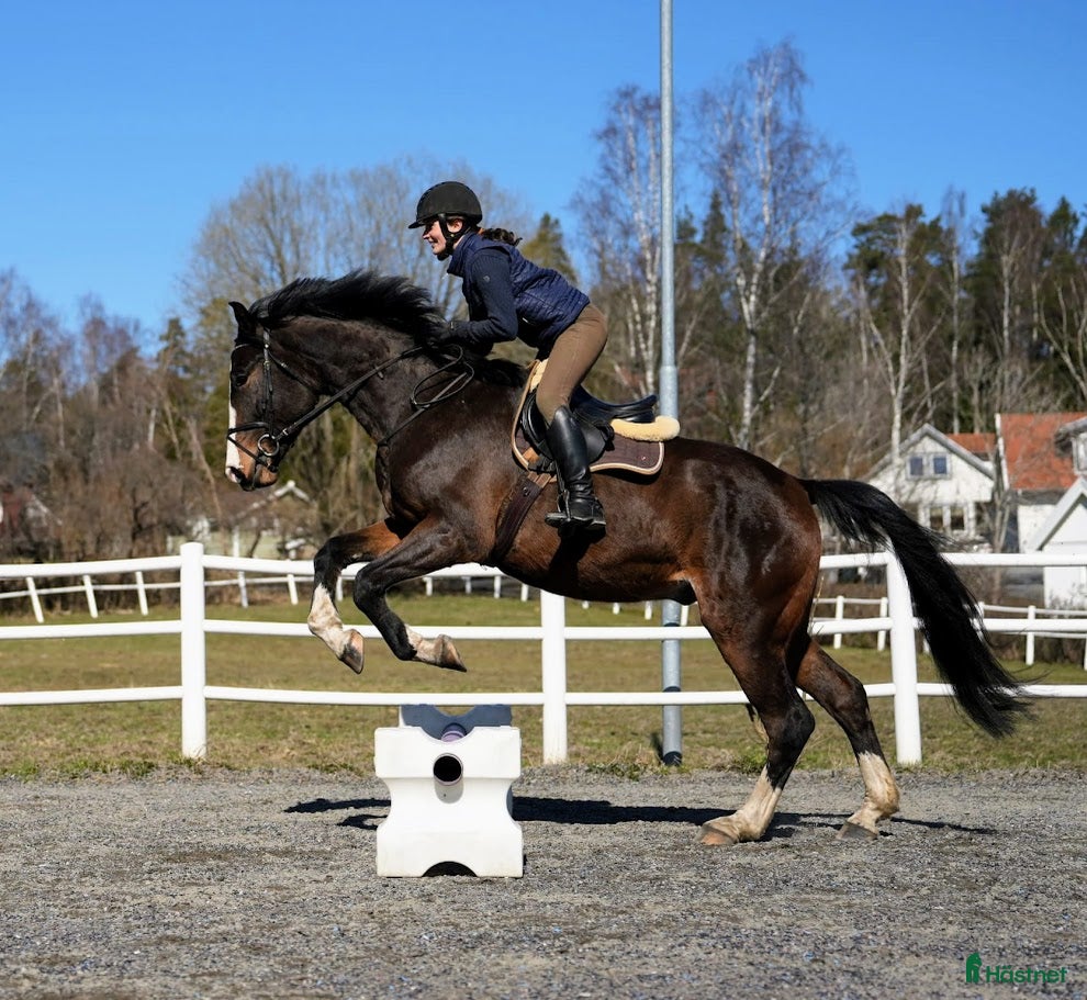 hästar Härlig hopptalang med underbart temperament - Annons 2