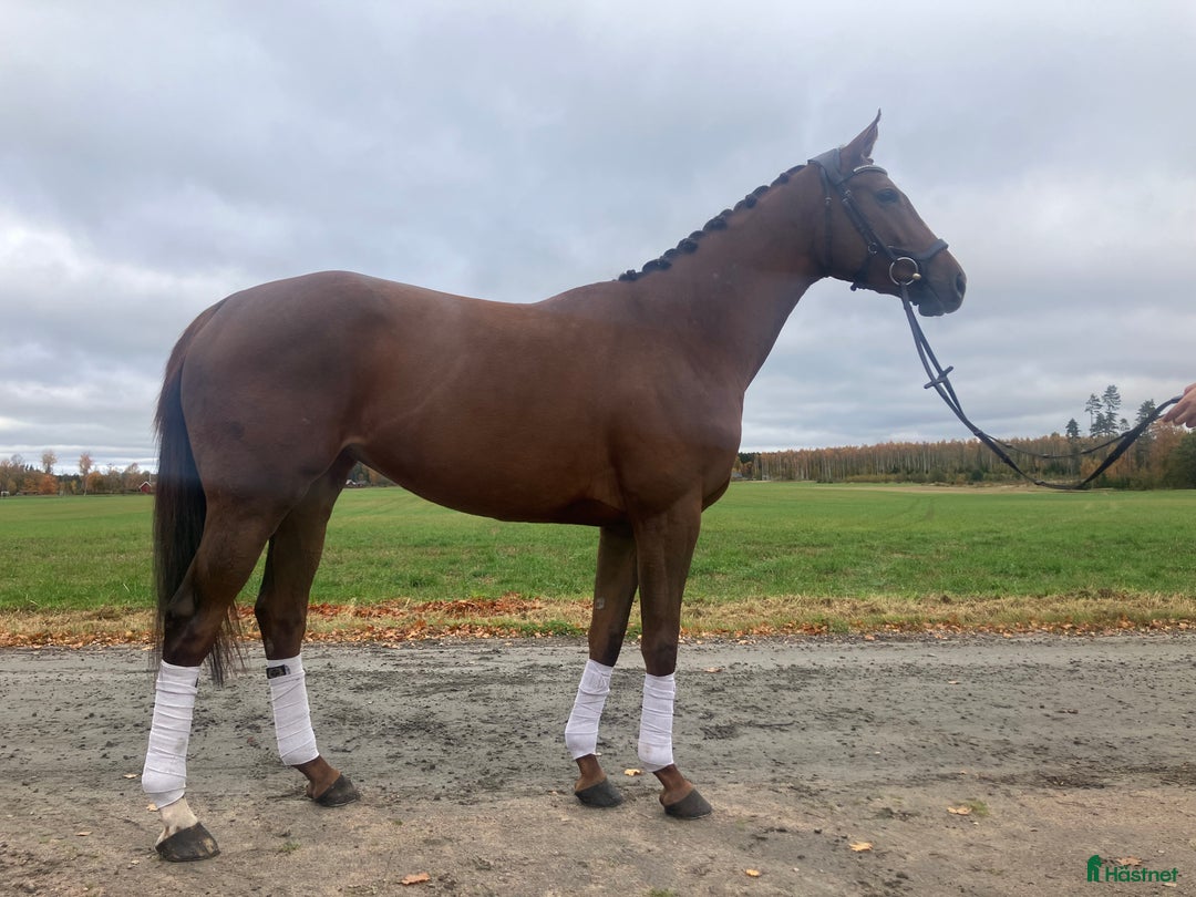 Allround hästar till salu: Lovade sto till kanonpris  i Skara - Annons 1